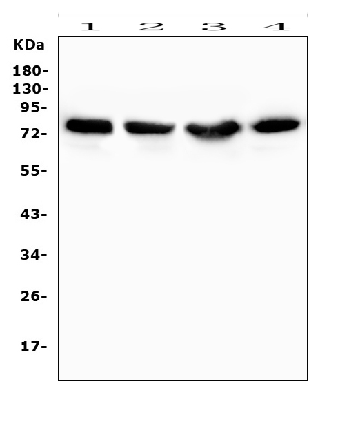 a00822 1 prkcd primary antibodies wb testing 10_1_1