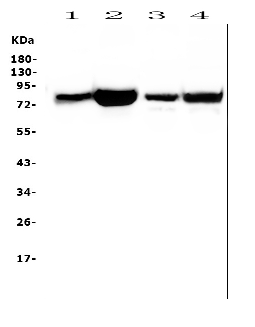 a00822 1 prkcd primary antibodies wb testing 11
