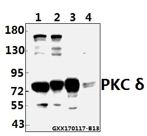 a00822 2 prkcd primary antiboties wb testing 1