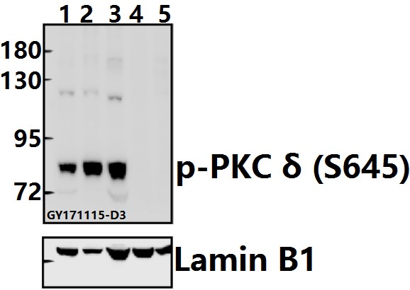 a00822s645 prkcd primary antiboties wb testing 1
