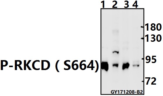 a00822s664 prkcd primary antiboties wb testing 1