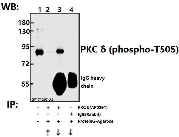 a00822t505 prkcd primary antiboties ip testing 3