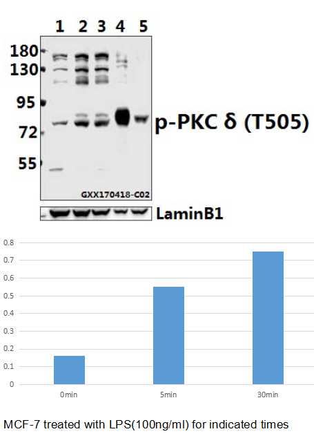 a00822t505 prkcd primary antiboties wb testing 1