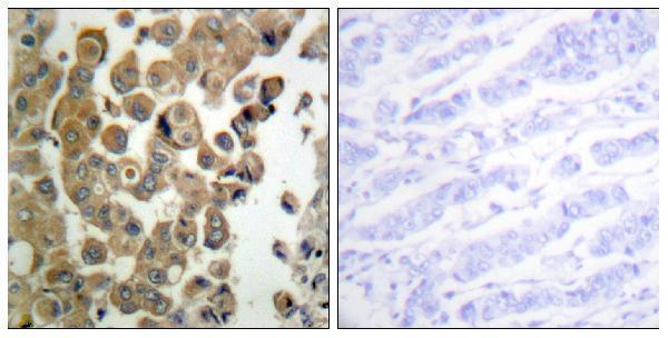 a00822t507 prkcd primary antibodies ihc testing 3