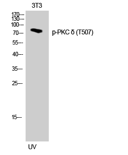 a00822t507 prkcd primary antibodies wb testing 2