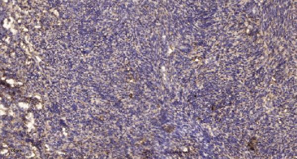 a00822y64 prkcd primary antibodies ihc testing 3