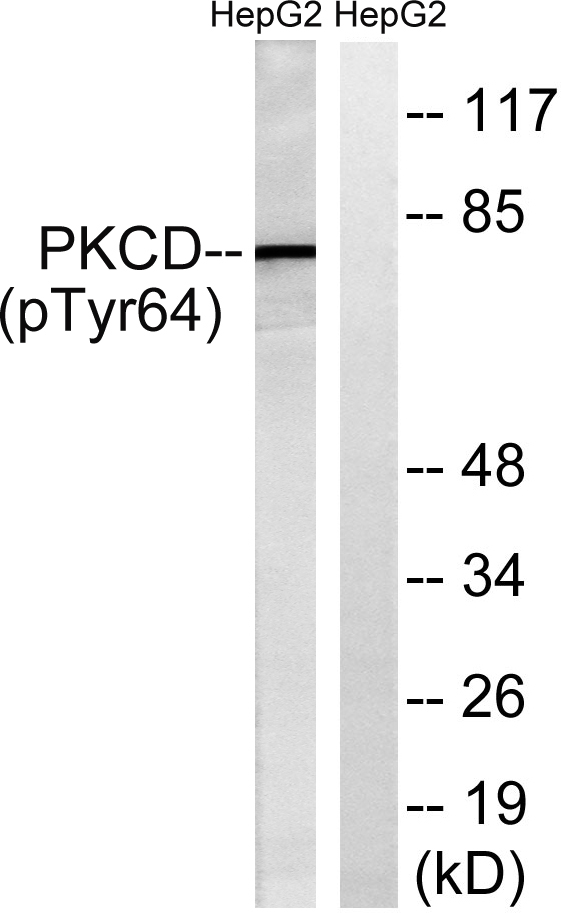 a00822y64 prkcd primary antibodies wb testing 2