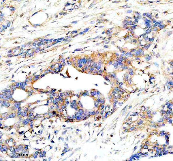  IHC analysis of RPE65 using anti-RPE65 antibody (A00824-1)