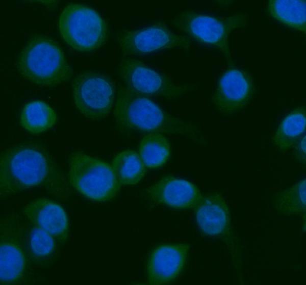  IF analysis of AGO1 using anti-AGO1 antibody (A00826-5)
