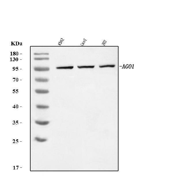  Western blot analysis of AGO1 using anti-AGO1 antibody (A00826-5)