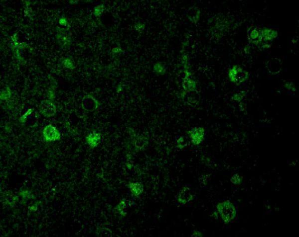 a00827 1 rheb primary antibodies if testing 3