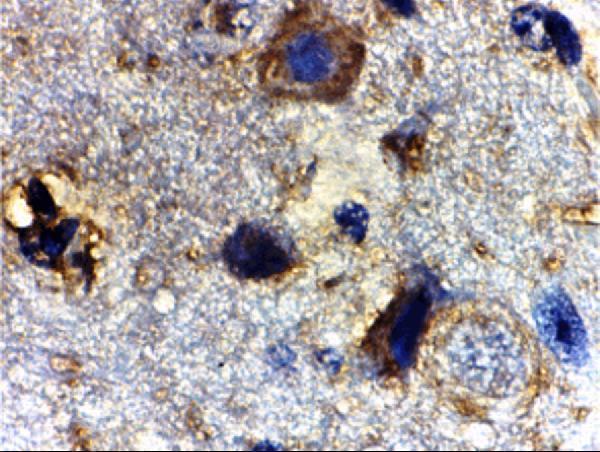 a00827 1 rheb primary antibodies ihc testing 2