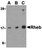 a00827 1 rheb primary antibodies wb testing 1