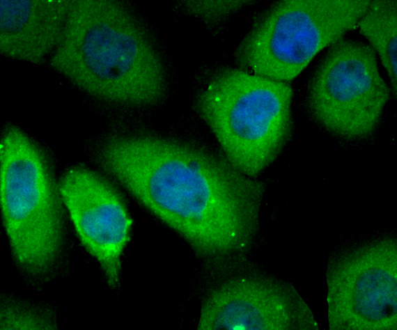 a00827 2 rheb primary antiboties icc testing 2