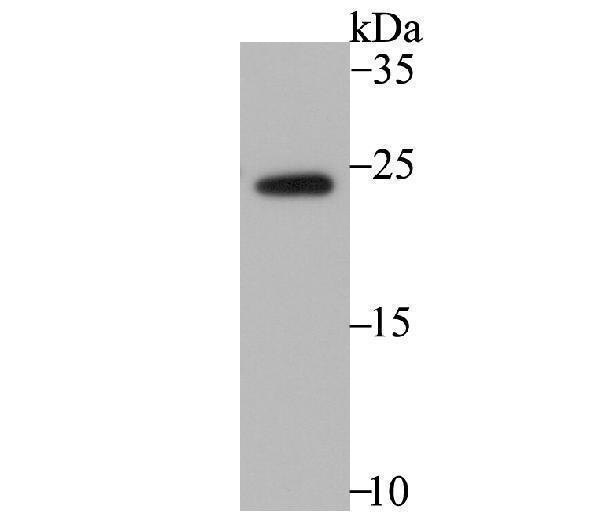 a00827 2 rheb primary antiboties wb testing 1