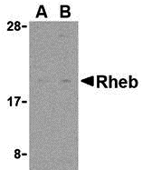 a00827 rheb primary antibodies wb testing 1