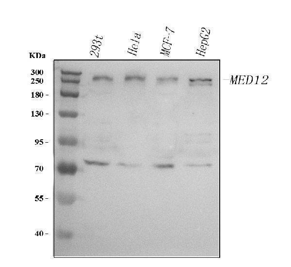  Western blot analysis of MED12 using anti-MED12 antibody (A00828-2)