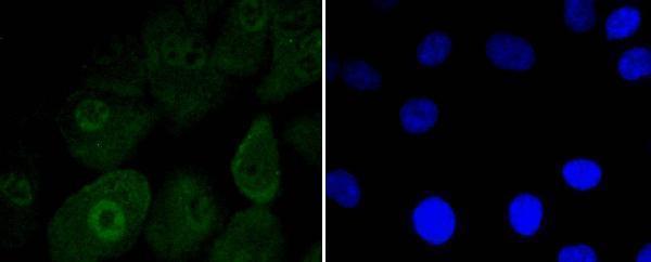 a00829 lrp1 primary antiboties icc testing 2