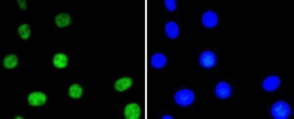 ICC staining phospho-ATF2(T71) in NIH/3T3 cells (green)