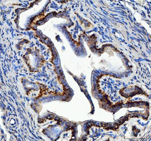 a00830 1 eef2 primary antibodies ihc testing 6