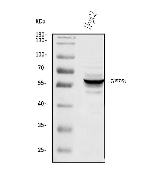 a00832 tgfbr1 primary antibodies wb testing 1