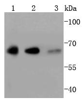 a00833 yy1 primary antiboties wb testing 1
