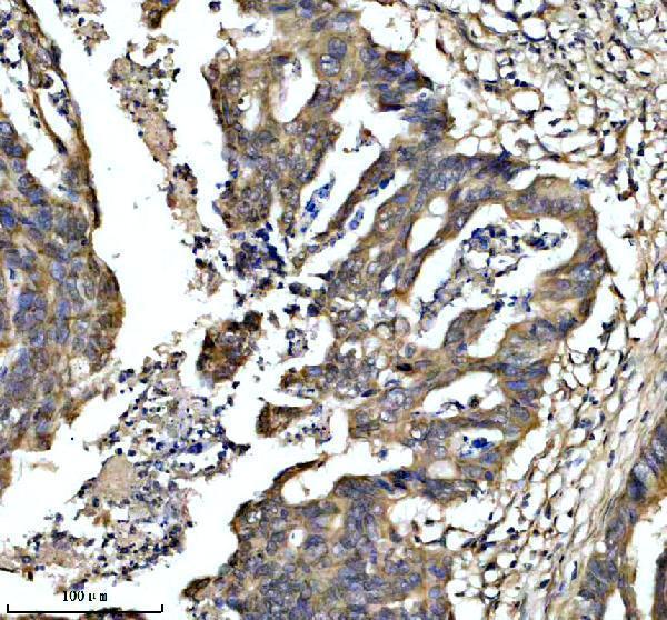 a00834 1 fau primary antibodies ihc testing 1