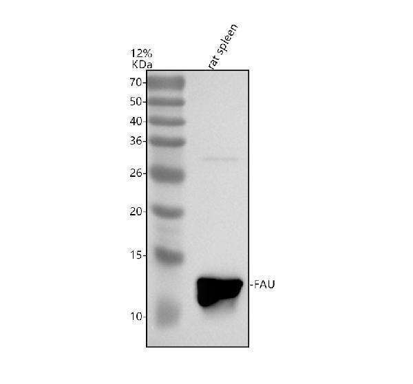 a00834 1 fau primary antibodies wb testing 1