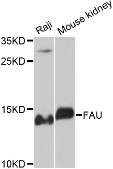 a00834 fau primary antiboties wb testing 1