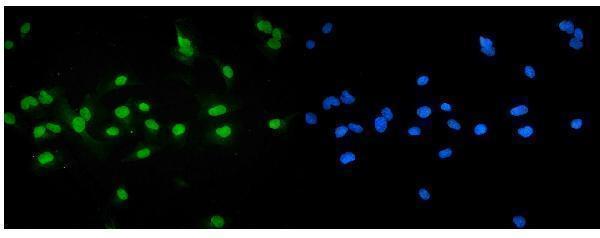 a00835 1 nr1h4 primary antibodies if testing 2
