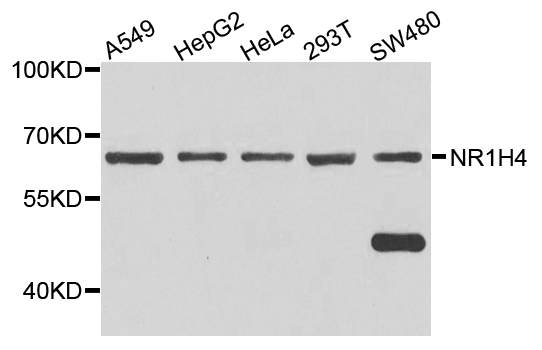 Western blot analysis of extract of various cells, using NR1H4 antibody