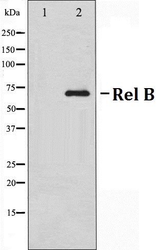 Western blot analysis of Rel B expression in HepG2 cell lysates,The lane on the left is treated with the antigen-specific peptide