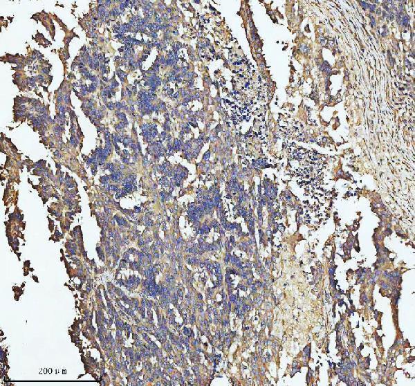 a00837 1 sos1 primary antibodies ihc testing 4