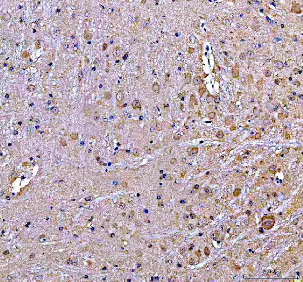 a00837 1 sos1 primary antibodies ihc testing 7