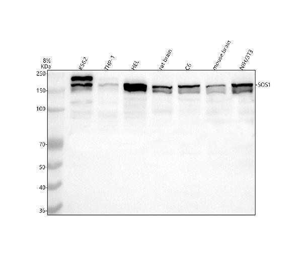  Western blot analysis of SOS1 using anti-SOS1 antibody (A00837-1)