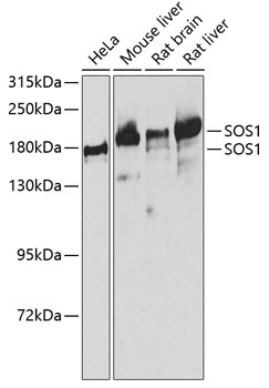 a00837 sos1 primary antiboties wb testing 1