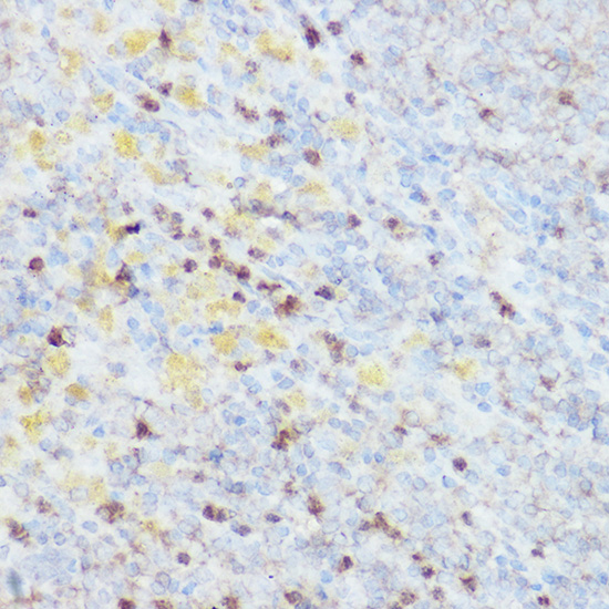 a00838 nedd9 primary antiboties ihc testing 4