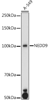 Western blot analysis of extracts of A-549 cells, using NEDD9 antibody  at 1:1000 dilution