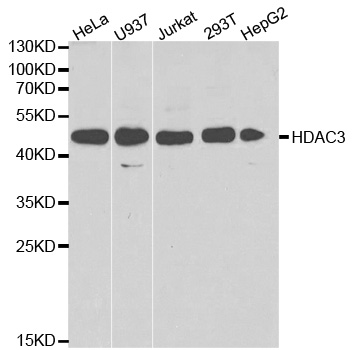 a00839 1 hdac3 primary antiboties wb testing 1