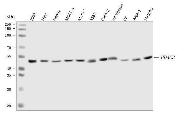 a00839 hdac3 primary antibodies wb testing 1_1