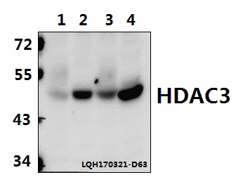 Western blot (WB) analysis of HDAC3 (Y414) polyclonal antibody at 1:500 dilution
Lane1:COS-7 whole cell lysate(40ug)
Lane2:Hela whole cell lysate(40ug)
Lane3:MEF whole cell lysate(40ug)
Lane4:C6 whole cell lysate(40ug)