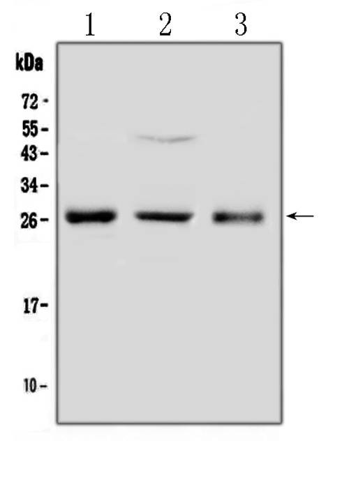 a00841 fgf8 primary antibodies wb testing 1