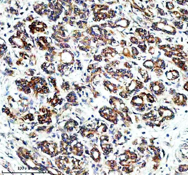 a00842 1 fxn primary antibodies ihc testing 3