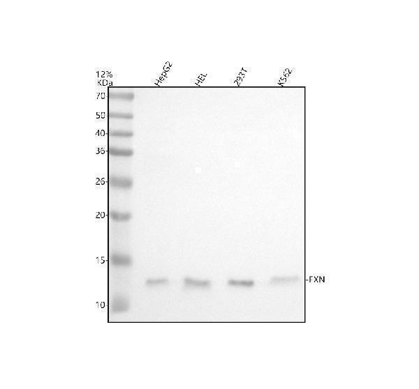 Western blot analysis of FXN using anti-FXN antibody (A00842-1)
