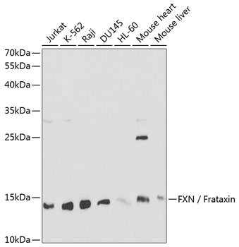 Western blot analysis of extracts of various cell lines, using FXN/Frataxin  antibody  at 1:1000 dilution