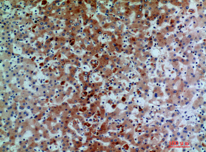 a00844 c7 primary antibodyes ihc testing 2
