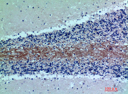 a00844 c7 primary antibodyes ihc testing 3