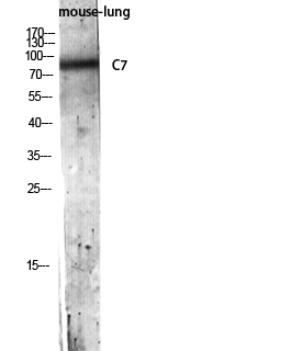 a00844 c7 primary antibodyes wb testing 1