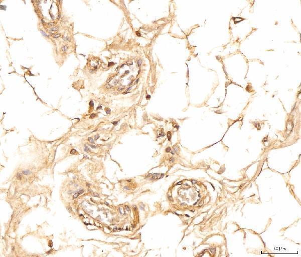  IHC analysis of EIF4B using anti-EIF4B antibody (A00846-1)