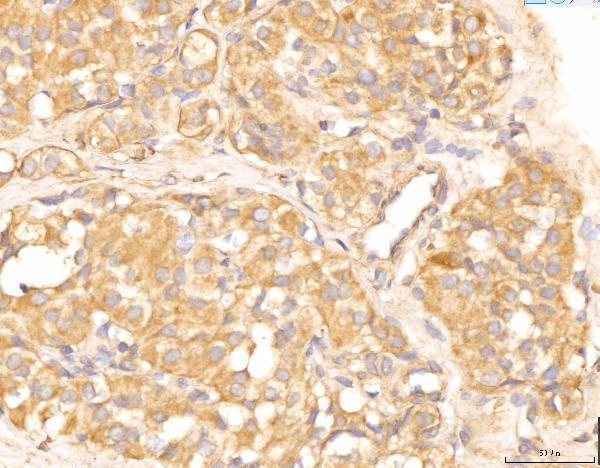a00846 1 eif4b primary antibodies ihc testing 4